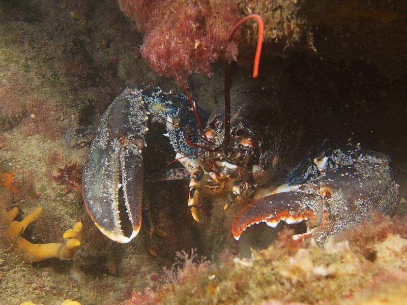 tauchspots venedig dive sites