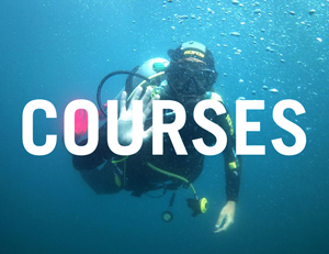 padi courses venice diving