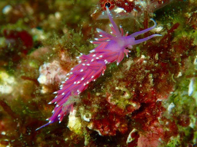 dive sites in venice - vrmac