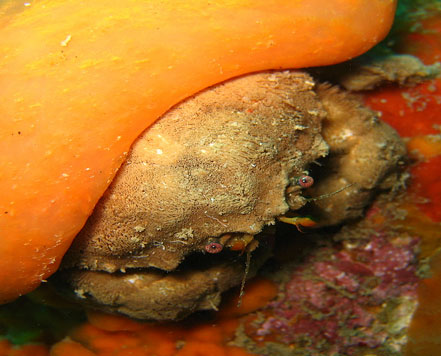 Open Water Venice Diving