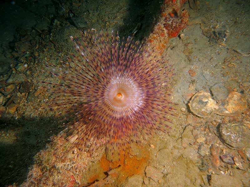 vila wreck diving venezia