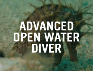 Advanced Open Water Venice