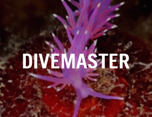 divemaster venice