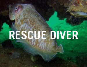 rescue diver venice