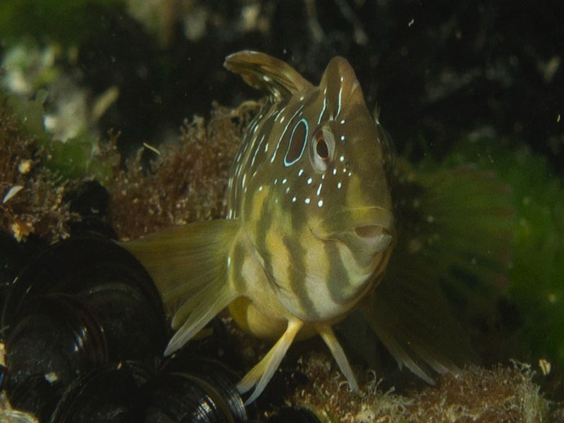 tauchspots venedig dive sites