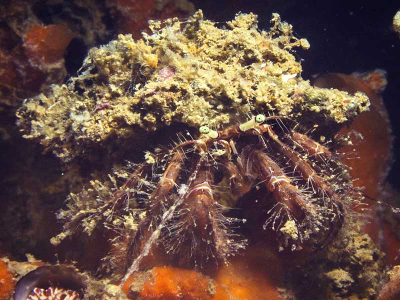 siti immersione venezia tauchspots