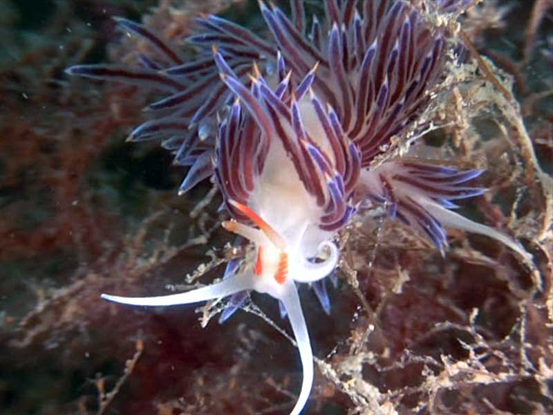 nudibranco immersioni relitti venezia