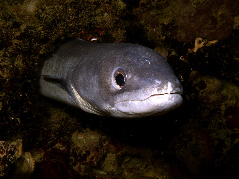 tauchspots venedig dive sites